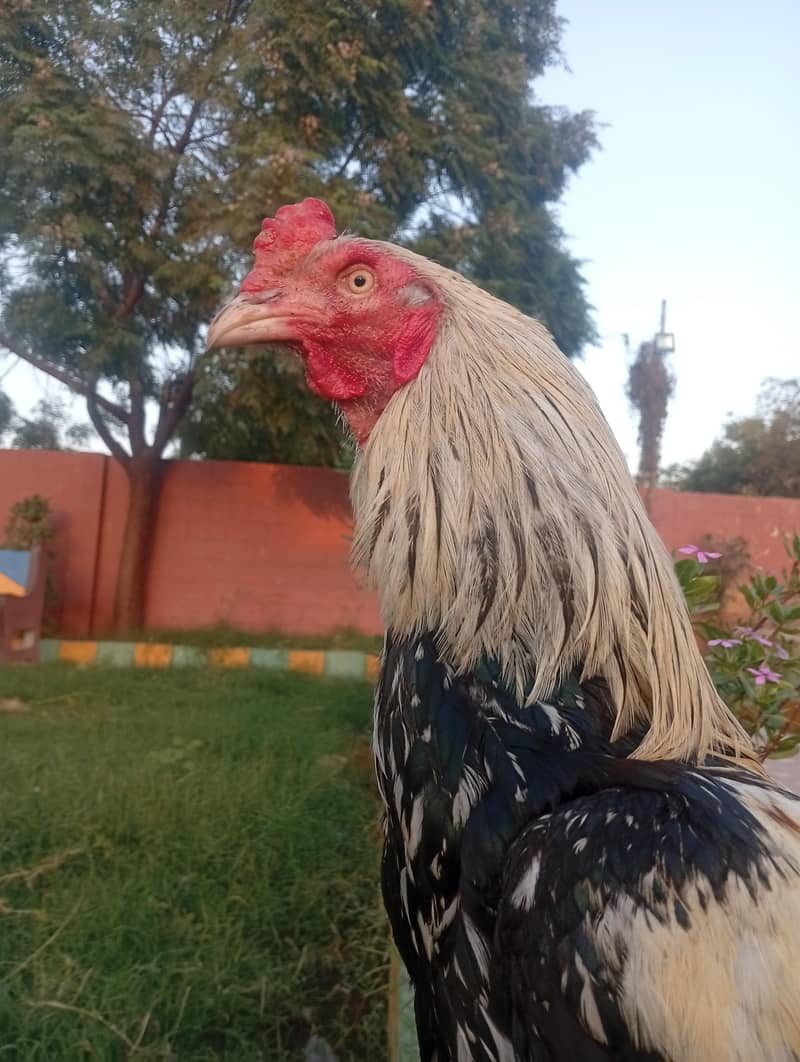 hiuge size Mianwali Java 3