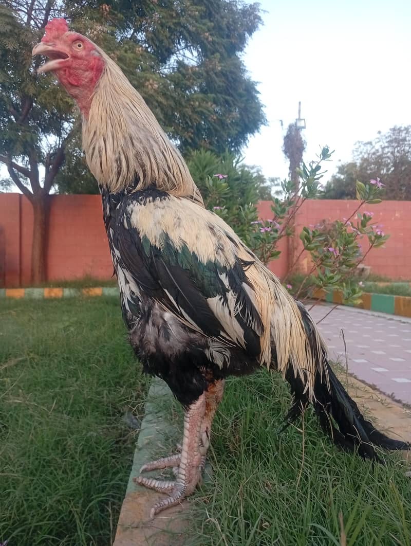 hiuge size Mianwali Java 4