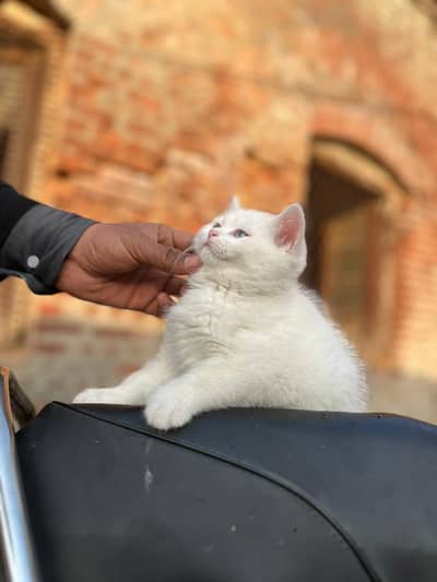 Persian kittens male female