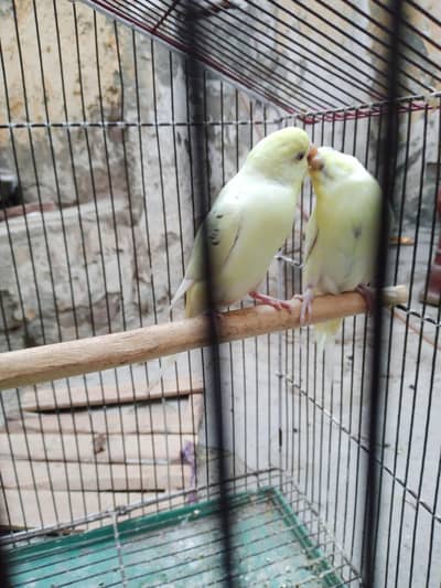 Red ayes  Australian parrot granted breader pair for sale