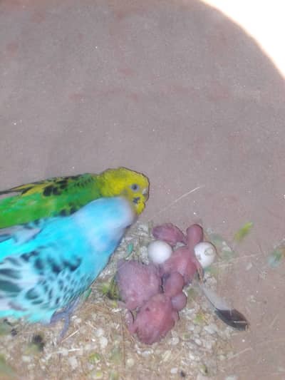 black wine ka behtarin pattha call 0319  3569576