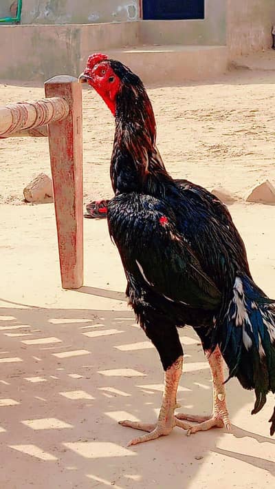 Aseel murga for sale