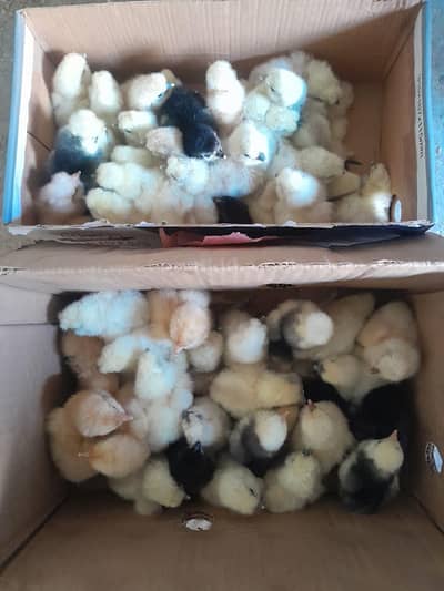 silkie and polish chicks available