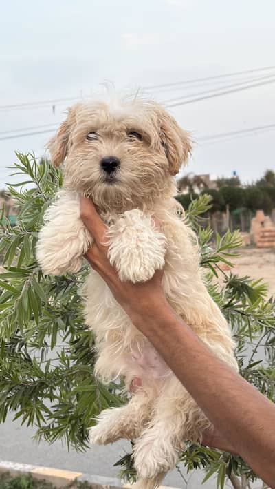 Searching for new home