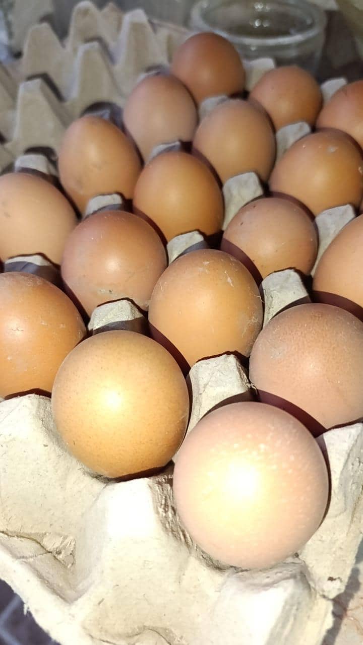 خالص دیسی گھر کے انڈے فار سیل ہیں 2