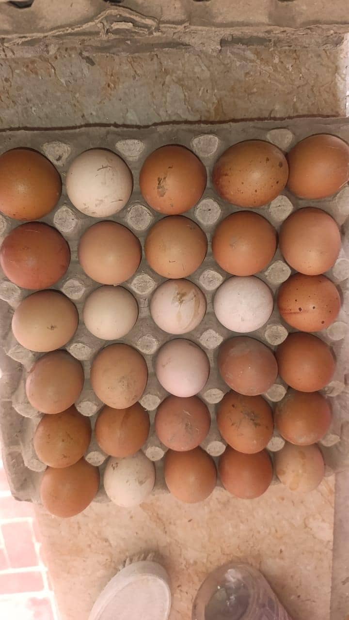 خالص دیسی گھر کے انڈے فار سیل ہیں 3
