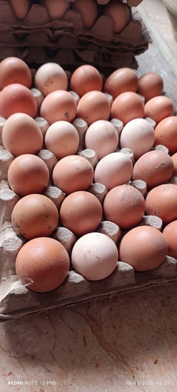 خالص دیسی گھر کے انڈے فار سیل ہیں 4