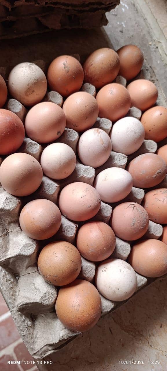 خالص دیسی گھر کے انڈے فار سیل ہیں 5