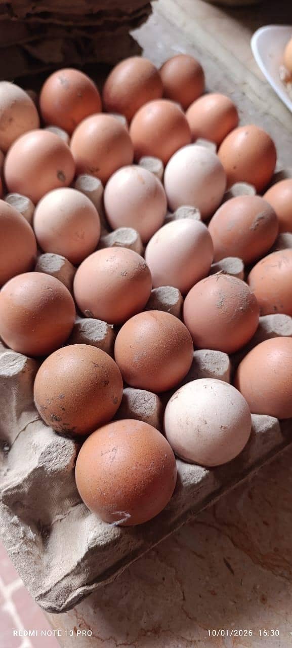 خالص دیسی گھر کے انڈے فار سیل ہیں 6