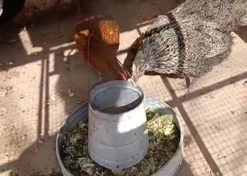 خالص دیسی گھر کے انڈے فار سیل ہیں 8