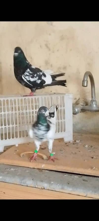 Masha Allah bht nayab pair rampuri nar tedy madi