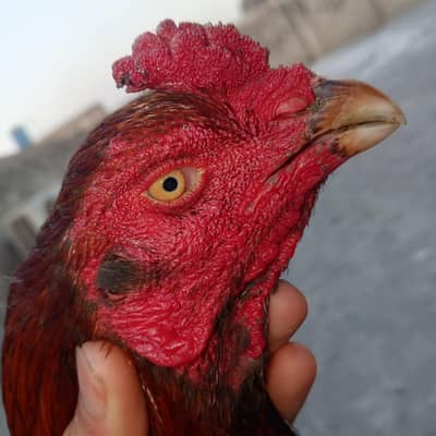 one eye japnezz plus kamaliya breeder murga