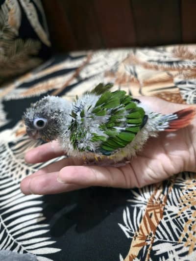 Yellow sided conure (High red factor]