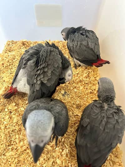 African grey parrot cheeks for sale contact number (03281732809)