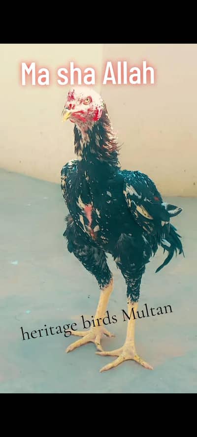 Aseel /Asil Australorp Heritage Male /Australop 0310 8678811