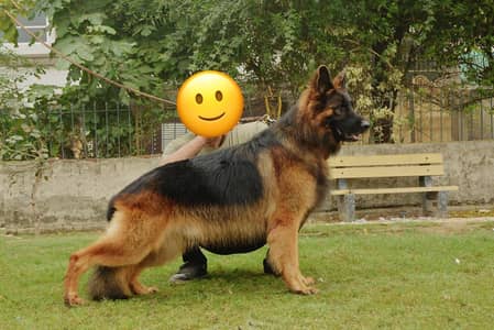High Quality Long coat Gsd pups(Black n Red, Non Ped) but parents Ped