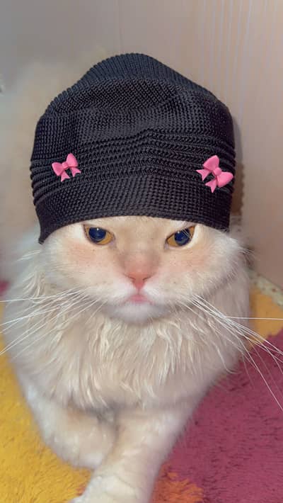 Semi punch Persian tripple coat