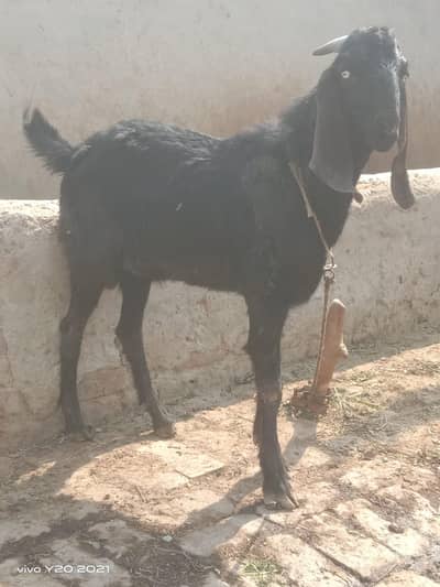 Desi Bakra