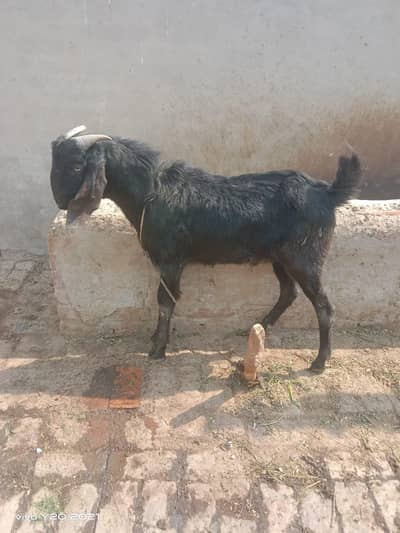 Desi Bakra