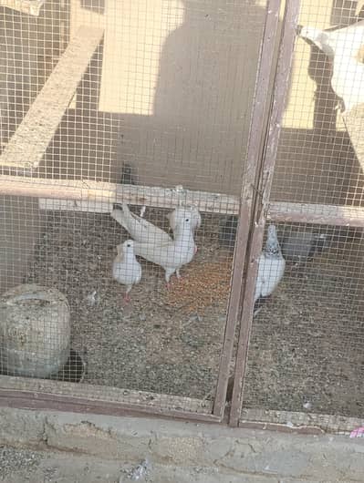 pati Wala kabutoor 03182712427