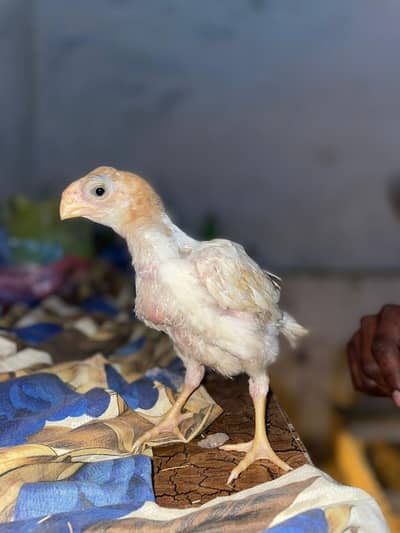 Indian parrot beak long tail white