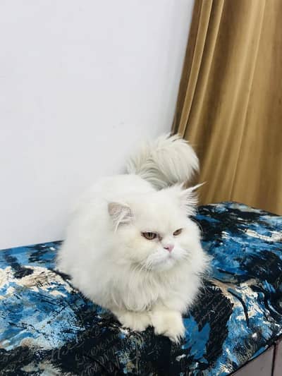 Persian punch face triple coat male cat