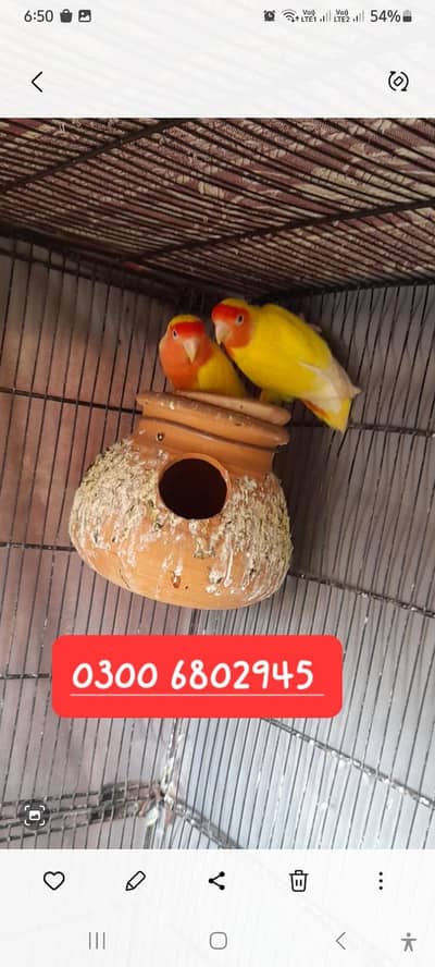 Love bird 2 pair for sail