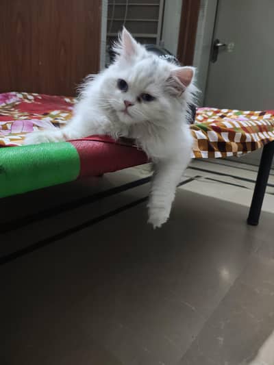 White Triple-Coated Persian Male | 6 Months | Vaccinated
