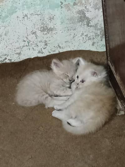pershion cat kitten pair for sale