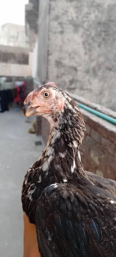 indian parrot beak x qandhari parrot beak chicks