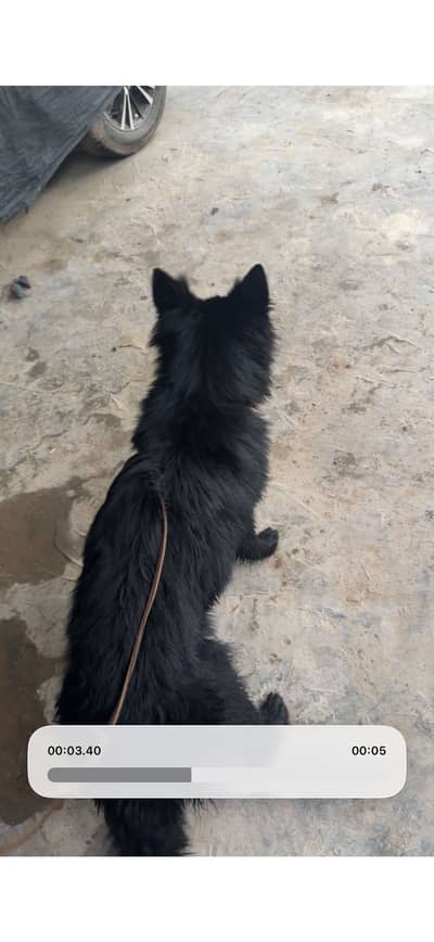 Black long coat female