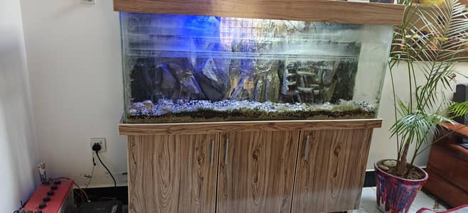 fish equrium in excellent condition