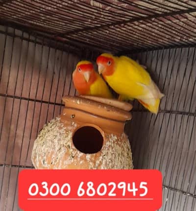 Love bird 2 pair for sail