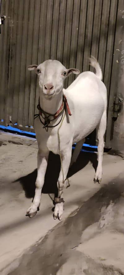 MashAllah healthy And active  tedda Bakra  Charo h