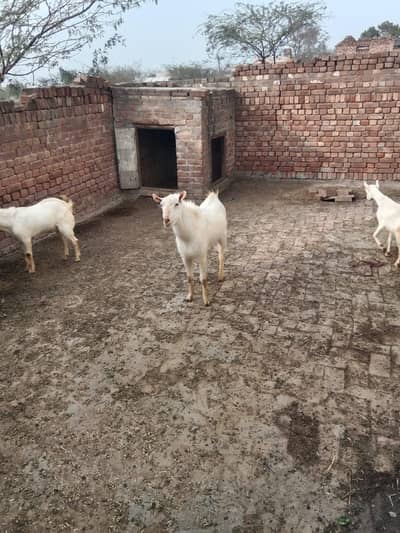 2 years old barbari goat breader male