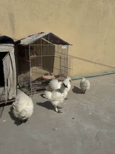Silkie Chikcs Age 7 to 8 Months Pure Breed