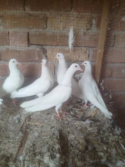 اسلام وعلیکم کالی آنکھ میں بچے سیل کے لیے موجود ہیں