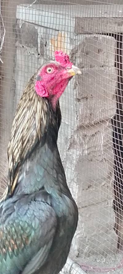 Aseel murgha ready for hens