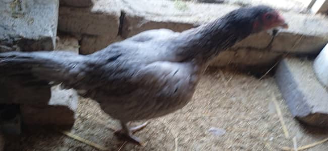 kurrak Aseel saletee Maddi