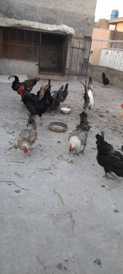 GOLDEN MISRI HENS FOR SALE