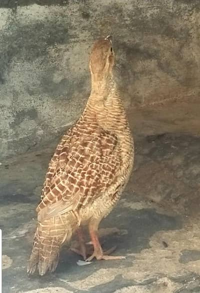 irani tetar male for sale