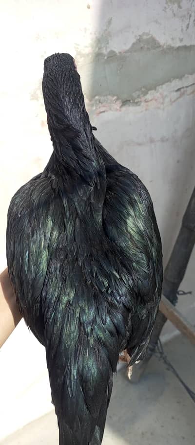 Aseel mianwali madi lasani shade me