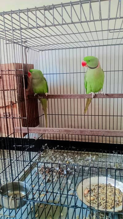 Kashmir raw pair for sale male talking ha