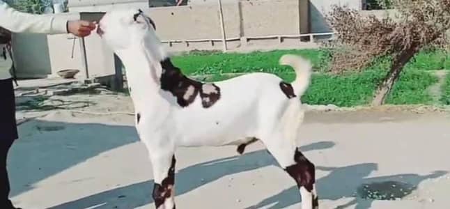 Bakra. +0329 1198926