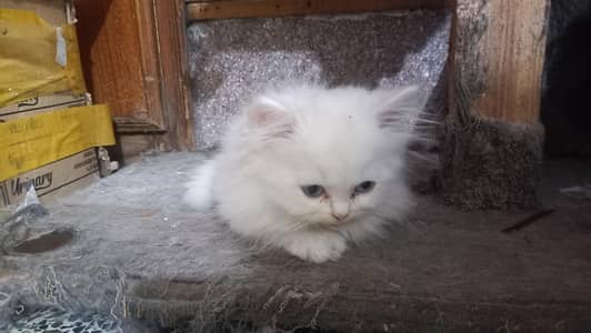 2 white blue eyes female 3 female ginger colour