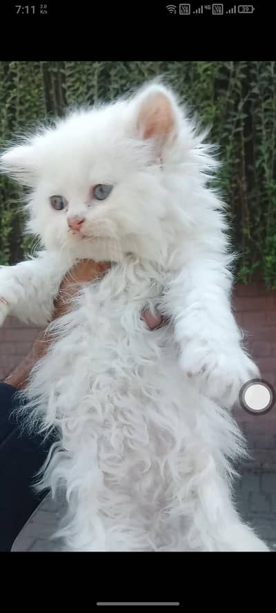 Cash on deliver Only Lahore