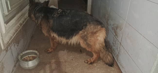 german shepherd tripple coat