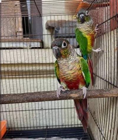 yellow sided conure breeder pair for sale