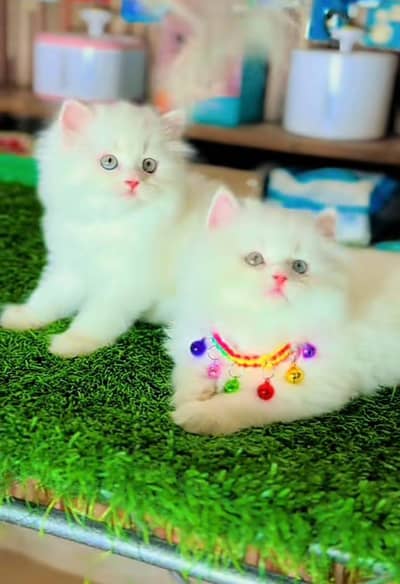 Cat | Kittens | Persian Cat Baby | ωâtsp /\/\€* 06 | 5୨8 | 6719