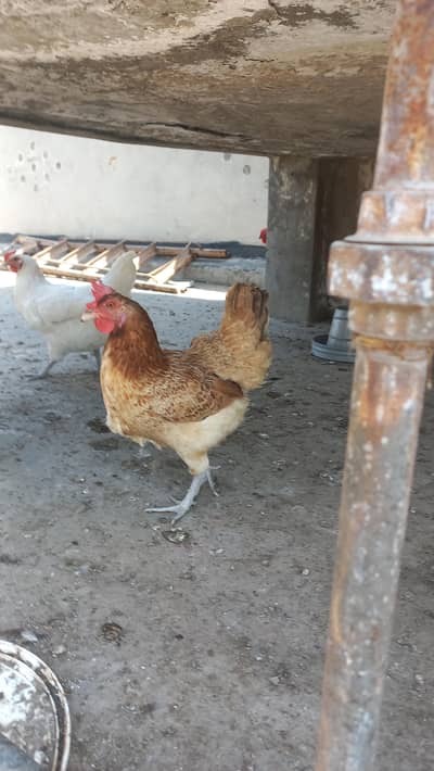 Golden Misri Hens Egg Laying. Chicks and Pathe for sale